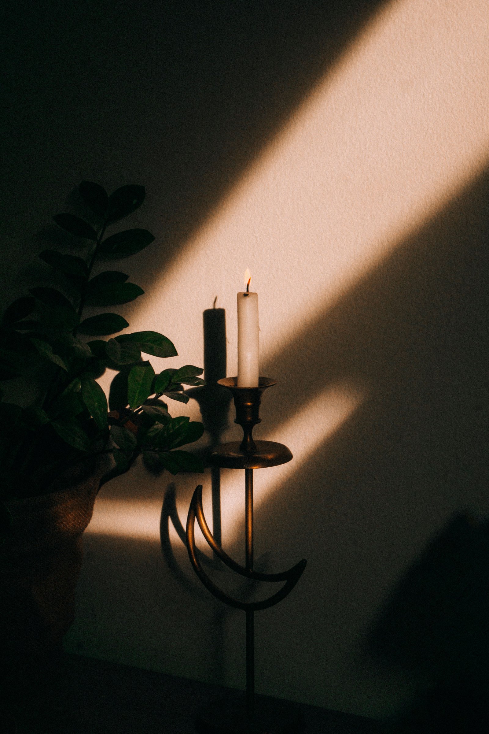 pexels-monstera-10203029